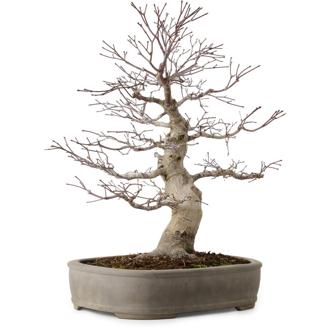 Acer palmatum, 45 cm, ca. 20 Jahre alt, mit einem Wurzelhals von 15 cm