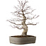 Acer palmatum, 45 cm, ± 20 years old, with a nebari of 15 cm
