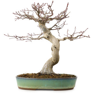 Acer palmatum, 64 cm, ± 25 Jahre alt