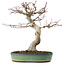Acer palmatum, 64 cm, ± 25 years old, with a nebari of 12 cm
