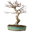 Acer palmatum, 64 cm, ± 25 years old, with a nebari of 12 cm
