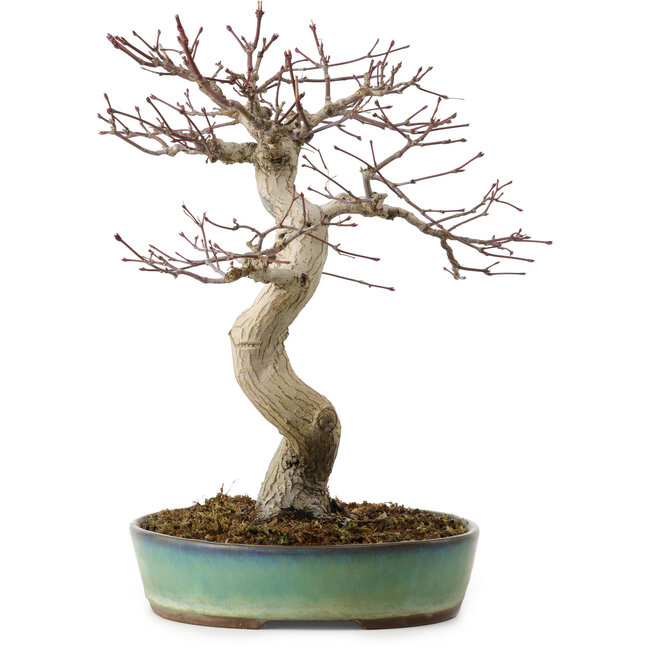 Acer palmatum, 64 cm, ± 25 anni, con nebari di 12 cm
