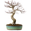 Acer palmatum, 64 cm, ± 25 Jahre alt, mit einem Wurzelhals von 12 cm