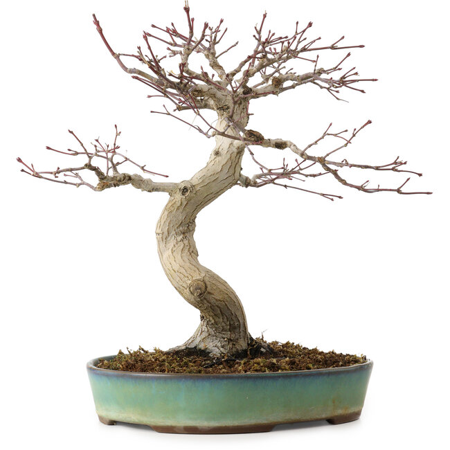 Acer palmatum, 64 cm, ± 25 ans, avec un nebari de 12 cm