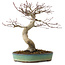 Acer palmatum, 64 cm, ± 25 Jahre alt, mit einem Wurzelhals von 12 cm