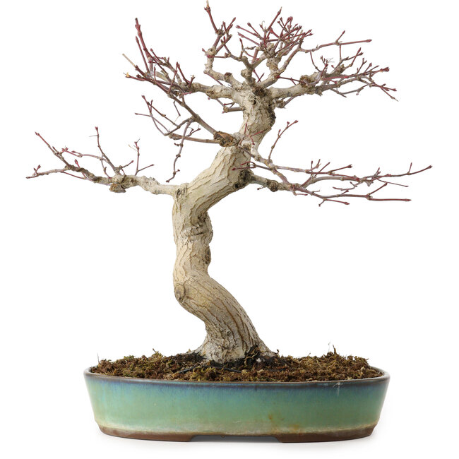 Acer palmatum, 64 cm, ± 25 years old, with a nebari of 12 cm