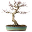 Acer palmatum, 64 cm, ± 25 Jahre alt, mit einem Wurzelhals von 12 cm