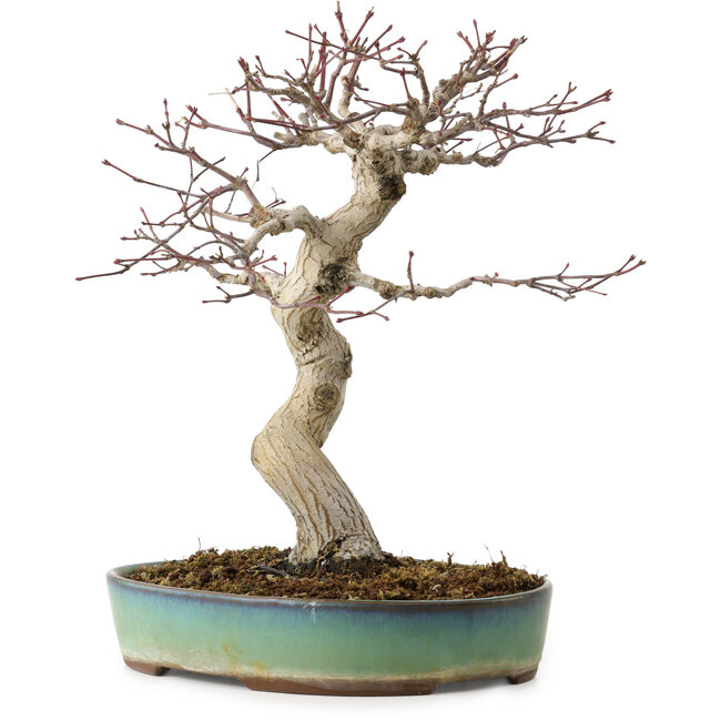 Acer palmatum, 64 cm, ± 25 Jahre alt, mit einem Wurzelhals von 12 cm