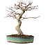 Acer palmatum, 64 cm, ± 25 years old, with a nebari of 12 cm
