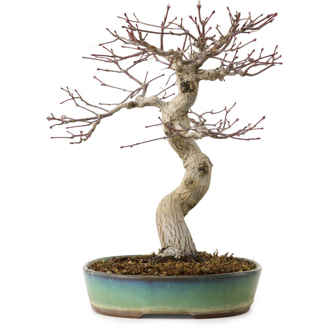 Acer palmatum, 64 cm, ± 25 Jahre alt, mit einem Wurzelhals von 12 cm