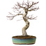 Acer palmatum, 64 cm, ± 25 years old, with a nebari of 12 cm