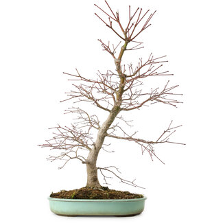 Acer palmatum, 60 cm, ± 20 ans