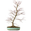 Acer palmatum, 60 cm, ± 20 años, con un nebari de 10 cm