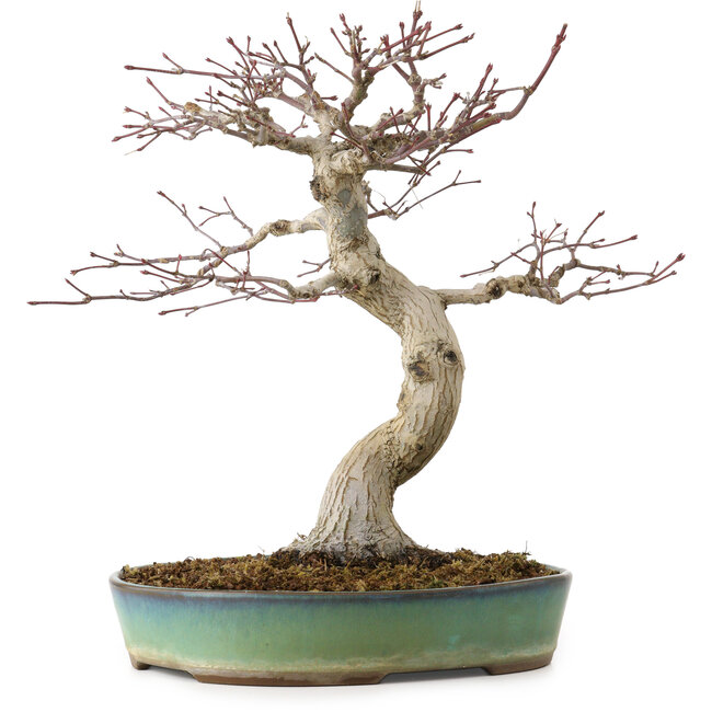 Acer palmatum, 64 cm, ± 25 anni, con nebari di 12 cm