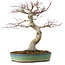 Acer palmatum, 64 cm, ± 25 años, con un nebari de 12 cm