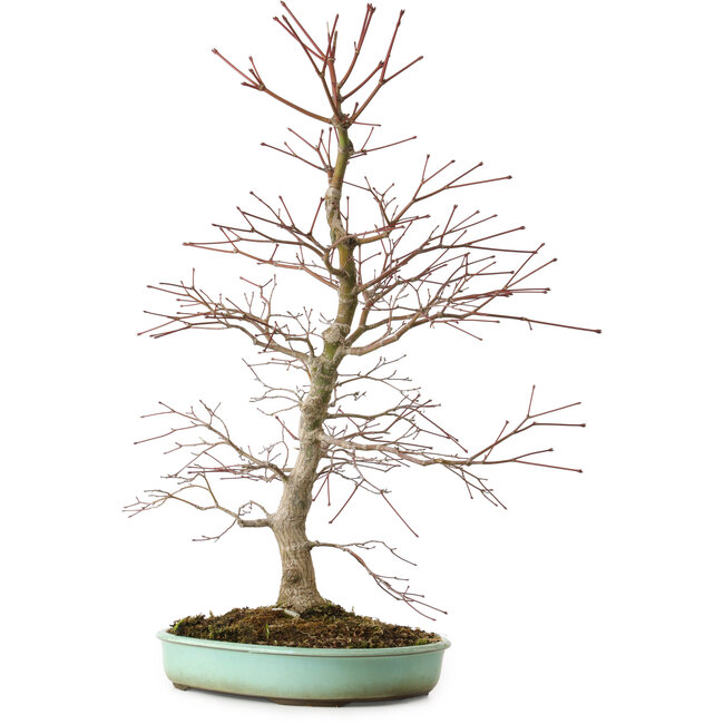 Acer palmatum, 60 cm, ± 20 años, con un nebari de 10 cm