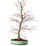Acer palmatum, 60 cm, ± 20 ans, avec un nebari de 10 cm