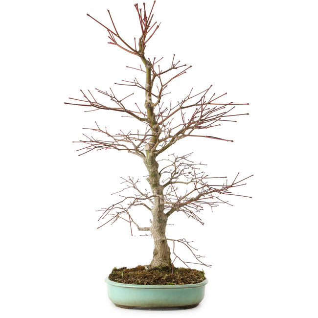 Acer palmatum, 60 cm, ± 20 años, con un nebari de 10 cm