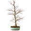 Acer palmatum, 60 cm, ± 20 years old, with a nebari of 10 cm