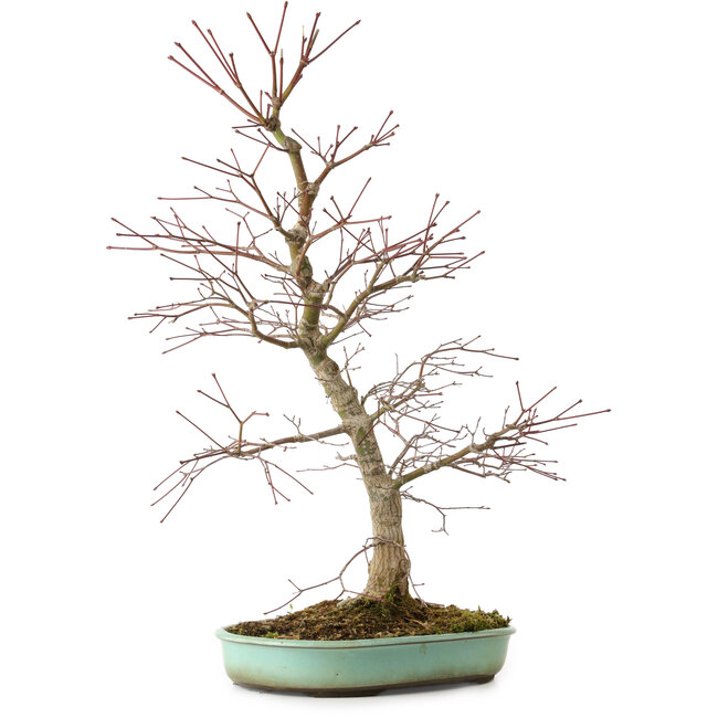 Acer palmatum, 60 cm, ca. 20 Jahre alt, mit einem Wurzelhals von 10 cm
