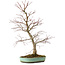 Acer palmatum, 60 cm, ± 20 años, con un nebari de 10 cm