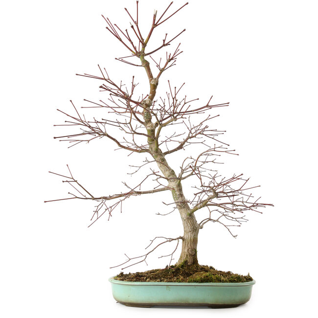 Acer palmatum, 60 cm, ± 20 años, con un nebari de 10 cm