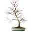 Acer palmatum, 60 cm, ± 20 años, con un nebari de 10 cm