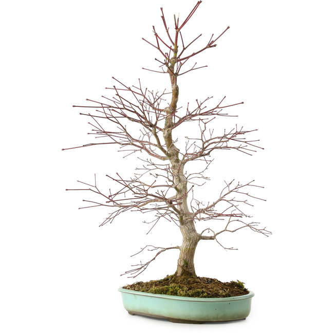 Acer palmatum, 60 cm, ± 20 ans, avec un nebari de 10 cm
