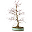 Acer palmatum, 60 cm, ca. 20 Jahre alt, mit einem Wurzelhals von 10 cm