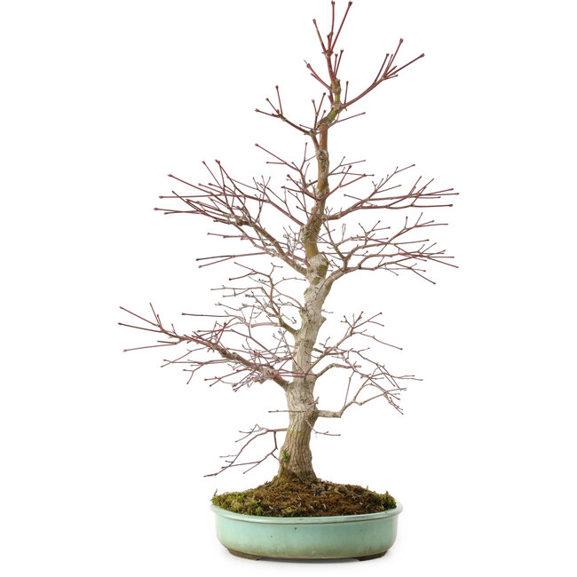 Acer palmatum, 60 cm, ± 20 ans, avec un nebari de 10 cm