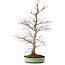 Acer palmatum, 60 cm, ± 20 anni, con nebari di 10 cm