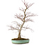 Acer palmatum, 60 cm, ± 20 años, con un nebari de 10 cm