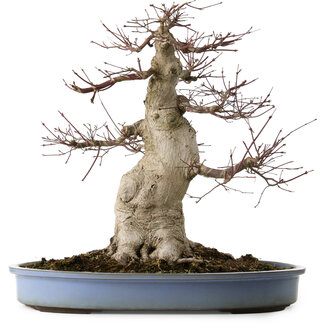 Acer palmatum, 53 cm, ± 40 Jahre alt