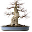 Acer palmatum, 53 cm, ca. 40 Jahre alt, mit einem Wurzelhals von 28 cm