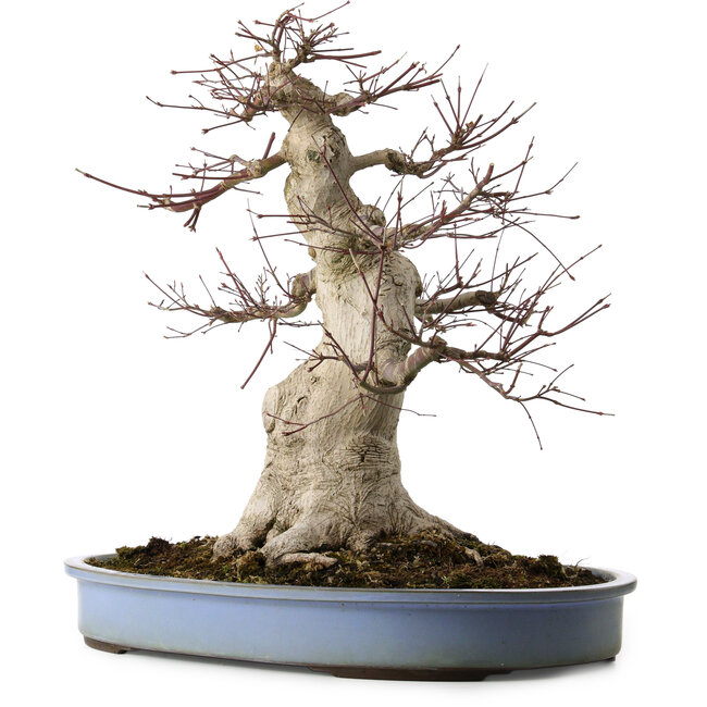 Acer palmatum, 53 cm, ± 40 ans, avec un nebari de 28 cm