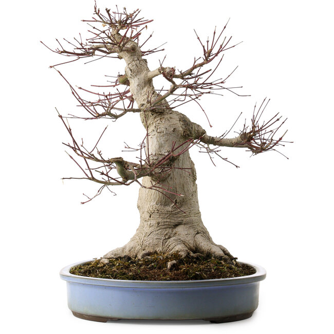 Acer palmatum, 53 cm, ± 40 años, con un nebari de 28 cm