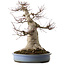 Acer palmatum, 53 cm, ca. 40 Jahre alt, mit einem Wurzelhals von 28 cm