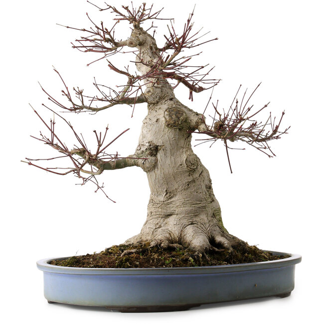 Acer palmatum, 53 cm, ca. 40 Jahre alt, mit einem Wurzelhals von 28 cm