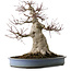 Acer palmatum, 53 cm, ± 40 años, con un nebari de 28 cm