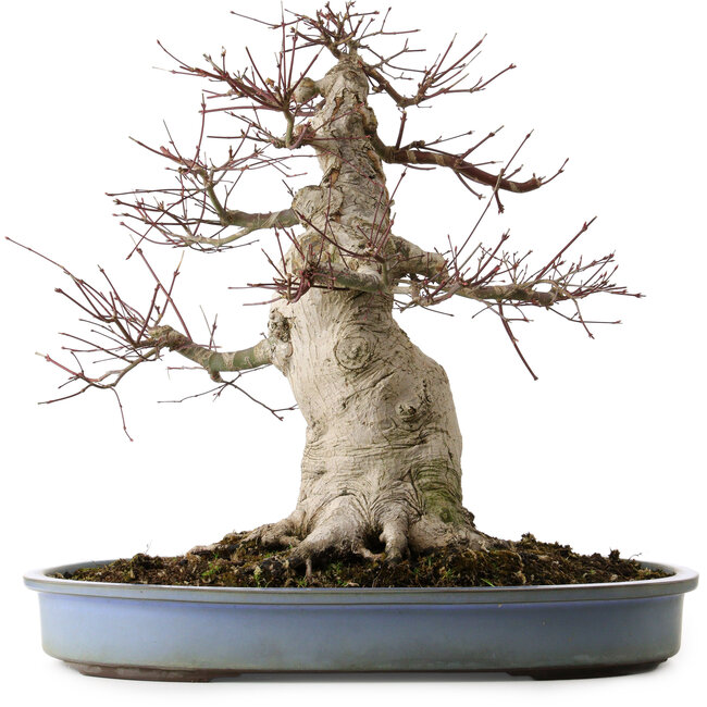 Acer palmatum, 53 cm, ± 40 años, con un nebari de 28 cm