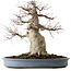 Acer palmatum, 53 cm, ± 40 years old, with a nebari of 28 cm