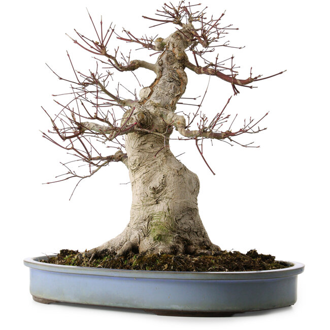 Acer palmatum, 53 cm, ± 40 anni, con nebari di 28 cm