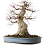 Acer palmatum, 53 cm, ca. 40 Jahre alt, mit einem Wurzelhals von 28 cm