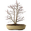 Acer palmatum, 60 cm, ± 20 jaar oud, met een nebari van 20 cm, in een gebroken pot.