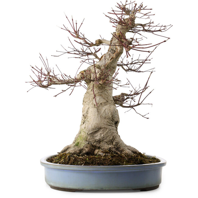 Acer palmatum, 53 cm, ± 40 ans, avec un nebari de 28 cm