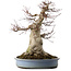 Acer palmatum, 53 cm, ± 40 ans, avec un nebari de 28 cm