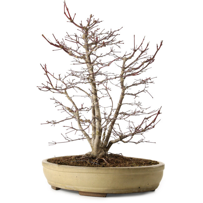 Acer palmatum, 60 cm, ± 20 anni, con nebari di 20 cm, in un vaso rotto