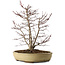 Acer palmatum, 60 cm, ± 20 anni, con nebari di 20 cm, in un vaso rotto
