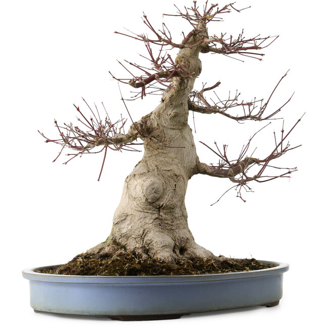 Acer palmatum, 53 cm, ± 40 ans, avec un nebari de 28 cm