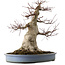 Acer palmatum, 53 cm, ± 40 ans, avec un nebari de 28 cm